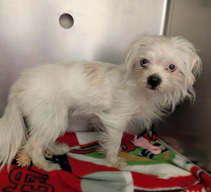 A young small-sized female Terrier dog named Yeti for adoption in Murphysboro, IL
