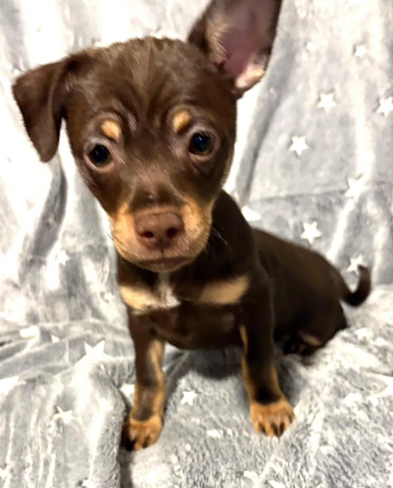 A baby small-sized female Brown / Chocolate Chiweenie dog named Rey for adoption in Oakdale, CA