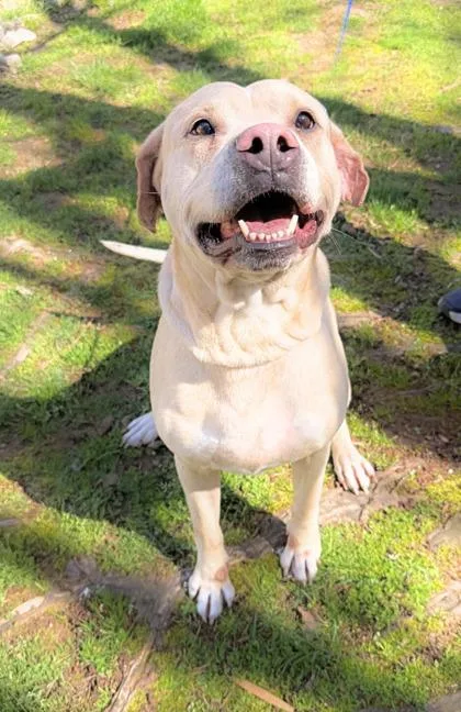 A senior large-sized male American Bulldog dog named Atlas for adoption in Dahlonega, GA