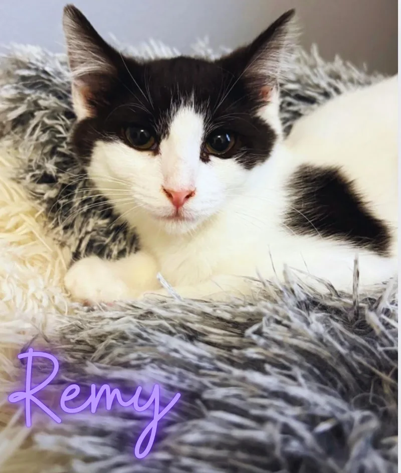 Remy