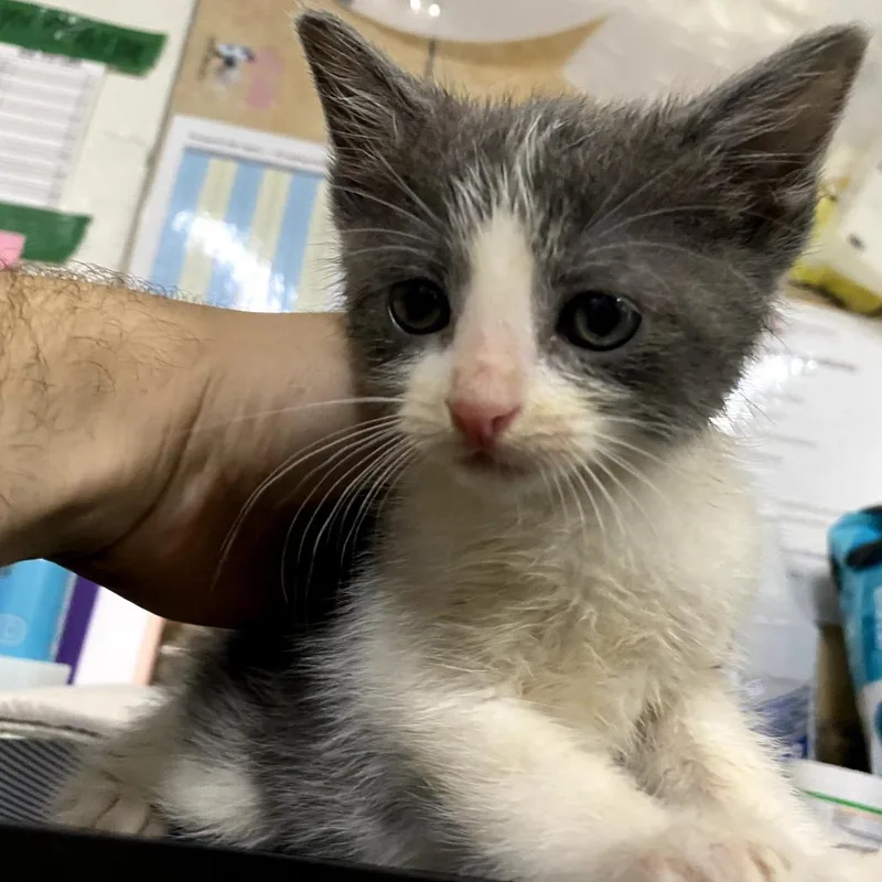 A baby small-sized male White Domestic Short Hair cat named Gi for adoption in Eureka Springs, AR