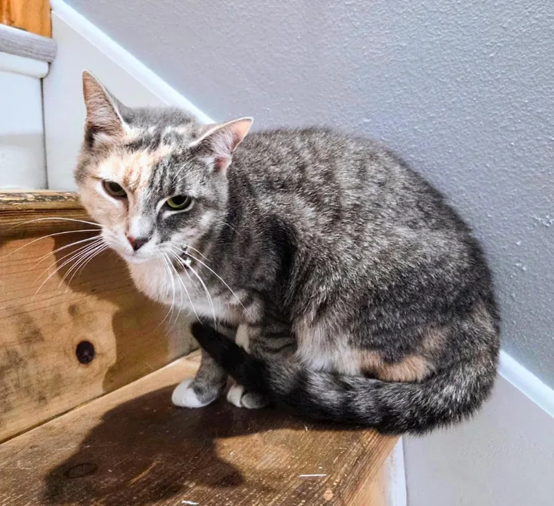 An adult medium-sized female Calico cat named Ellie for adoption in Waverly, IA