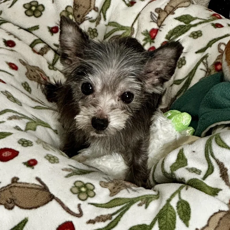 An adult small-sized female Yorkshire Terrier dog named Miso for adoption in Alexandria, VA