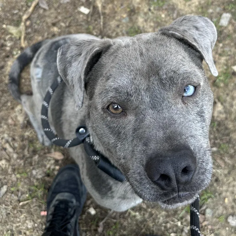 An adult large-sized male Gray / Blue / Silver Mixed Breed dog named Goose for adoption in Columbus, GA