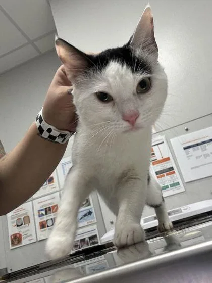 An adult large-sized male Domestic Short Hair cat named Memphis for adoption in Sevierville, TN