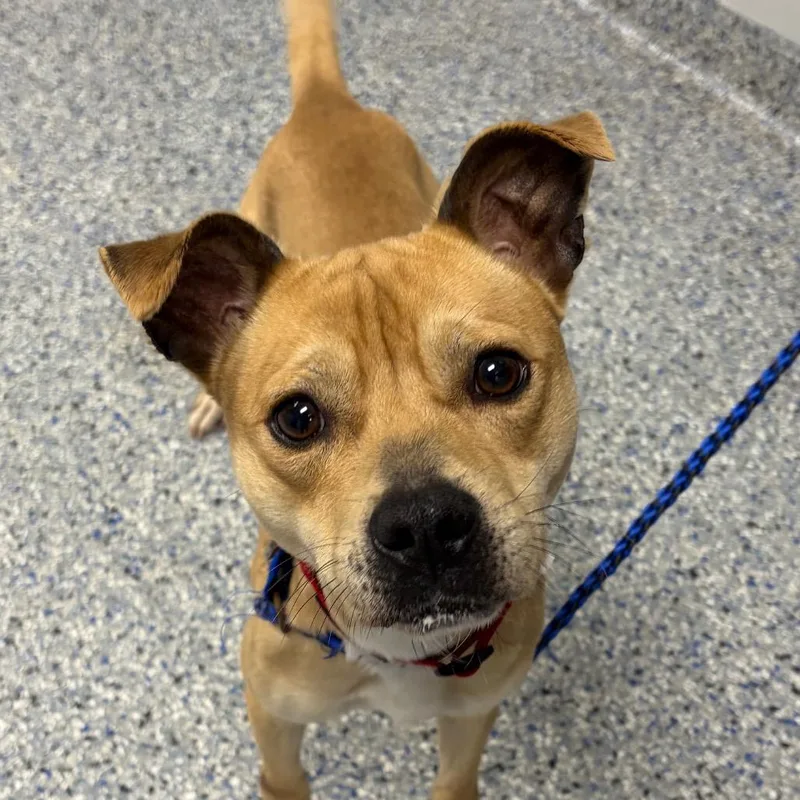 An adult small-sized male Yellow / Tan / Blond / Fawn Mixed Breed dog named Crispin for adoption in Greenville, SC