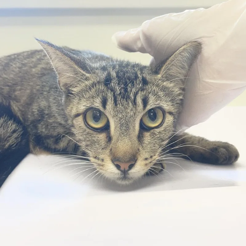 An adult medium-sized female Brown / Chocolate Domestic Short Hair cat named Ursula L. for adoption in Birmingham, AL