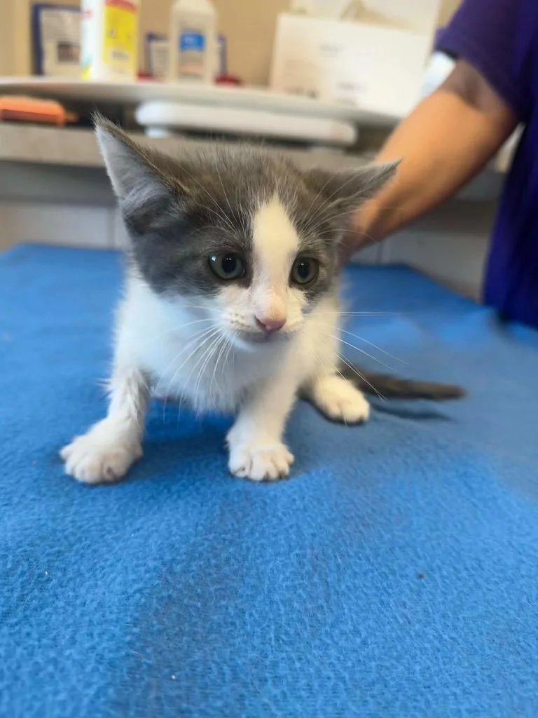 A baby medium-sized male Domestic Short Hair cat named Screamer for adoption in Marion, OH