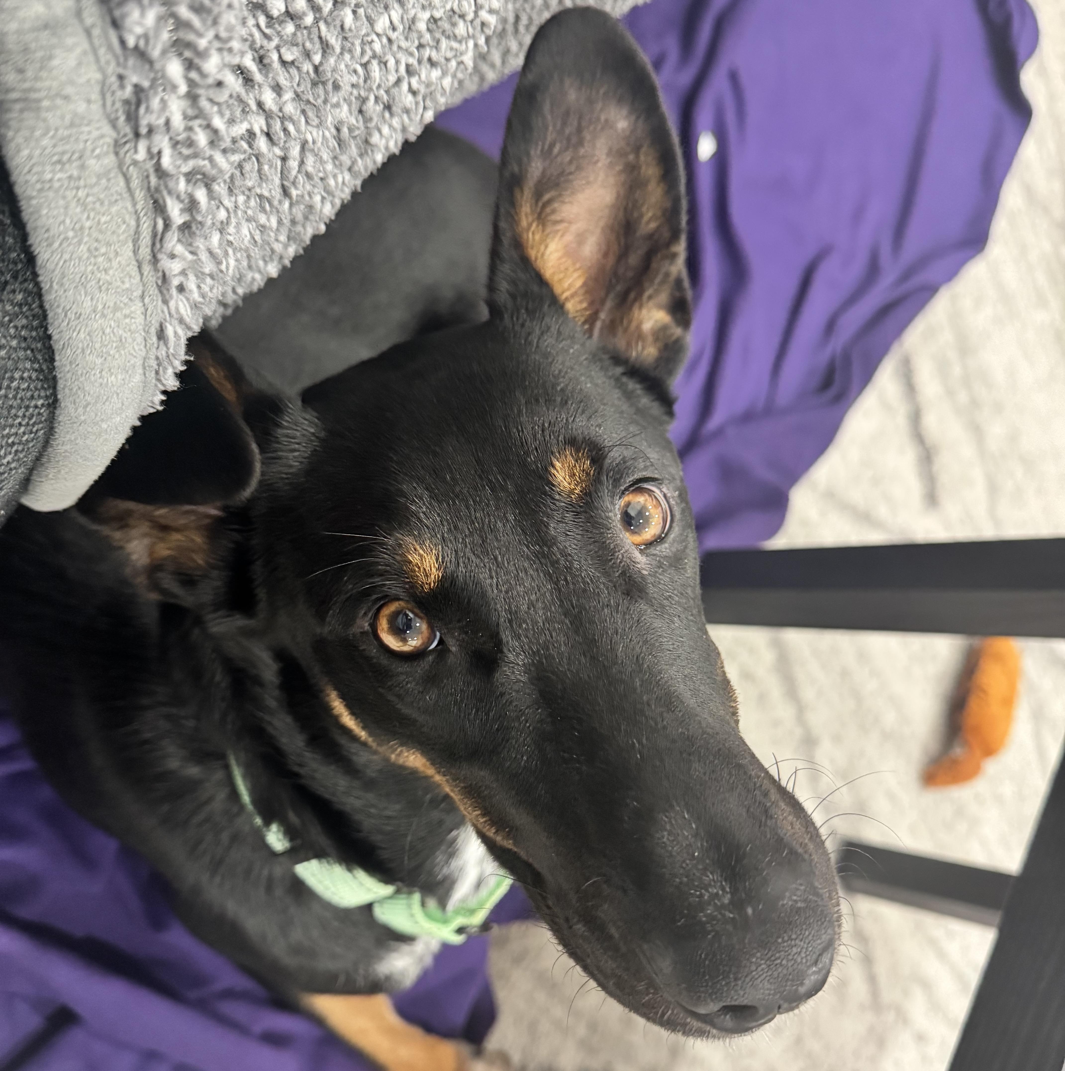 A young medium-sized female Bicolor Cattle Dog dog named Peaches for adoption in Brooklyn, NY