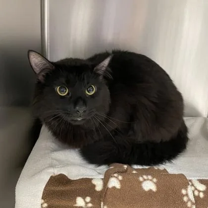 An adult small-sized male Domestic Long Hair cat named Merlin for adoption in Wheaton, IL