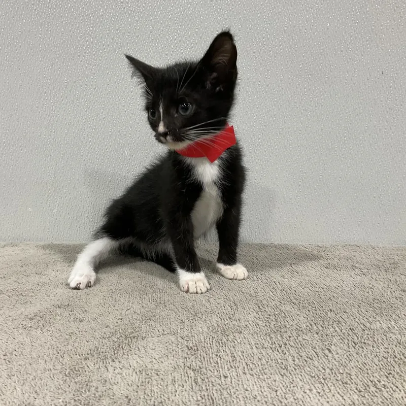 An adult large-sized female Black Domestic Medium Hair cat named Noonie for adoption in Tampa, FL