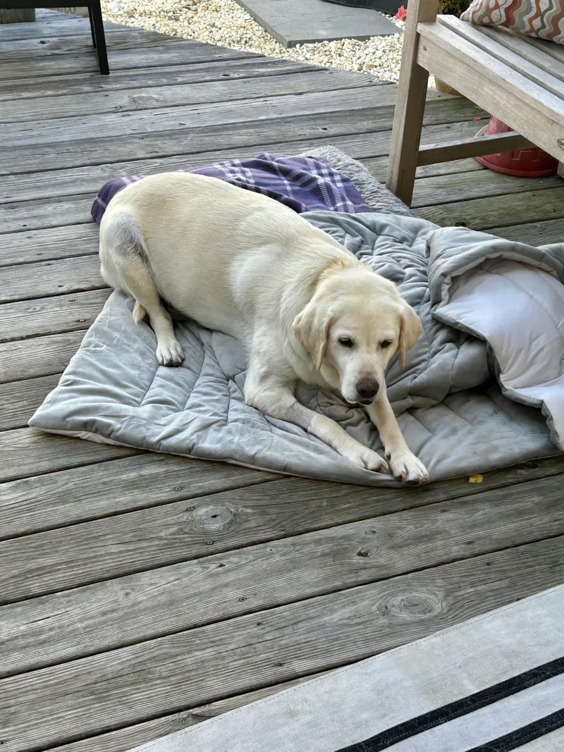 A senior large-sized female White / Cream Labrador Retriever dog named Shirley for adoption in Warrington, PA