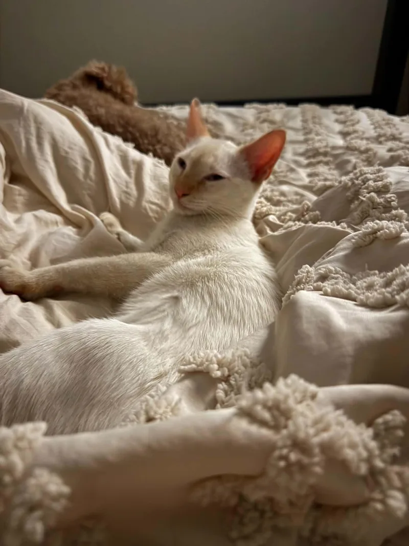 A young medium-sized male Buff / Tan / Fawn Siamese cat named Leroy for adoption in Brunswick, ME