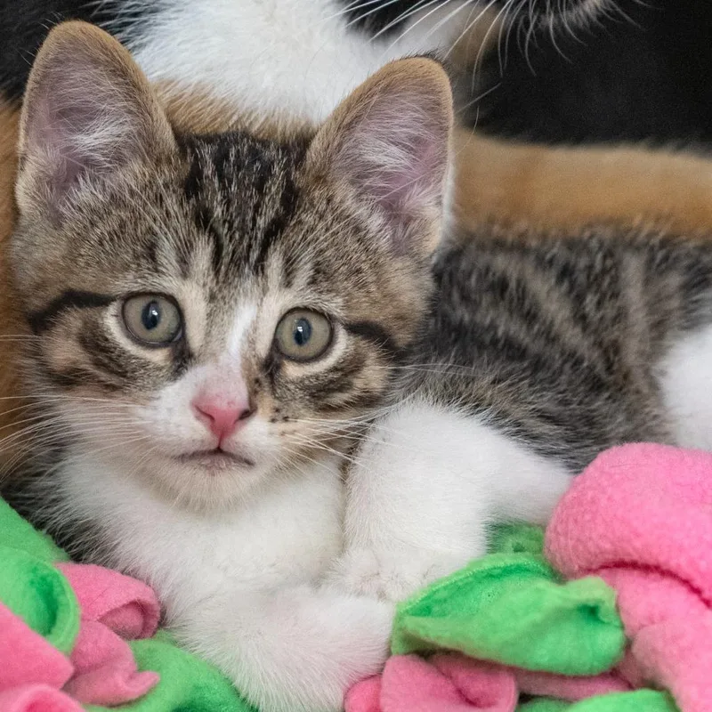 A baby medium-sized male White Domestic Short Hair cat named Rave for adoption in Pontiac, MI