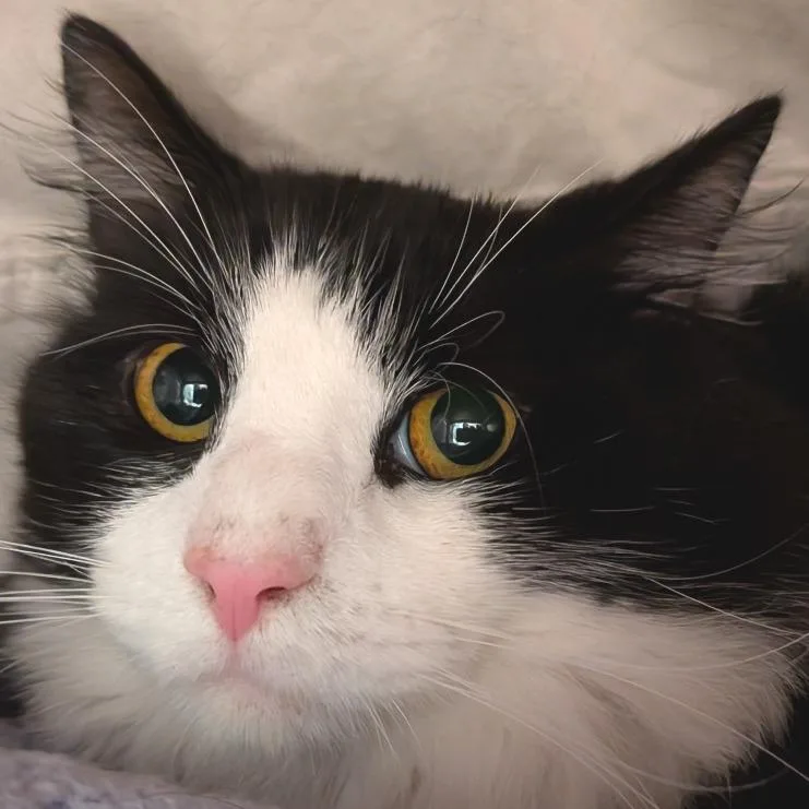 An adult medium-sized male Black Domestic Long Hair cat named Theo for adoption in Kennebunk, ME