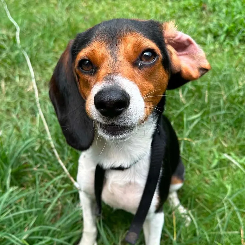 Zoomie