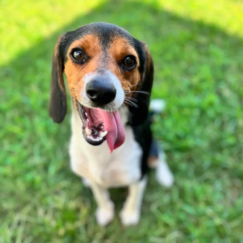 Zoomie thumbnail 2