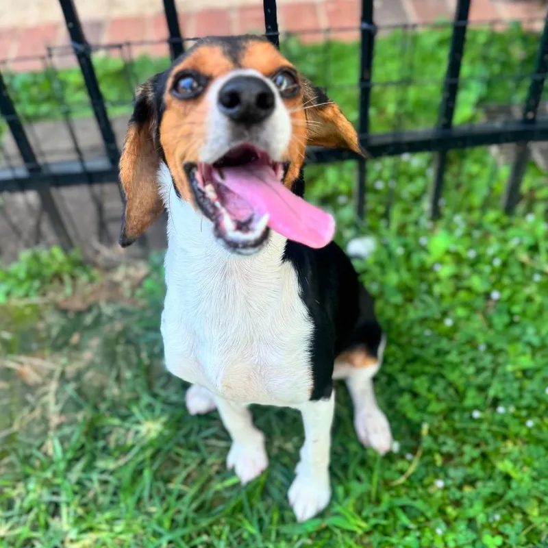Zoomie thumbnail 3
