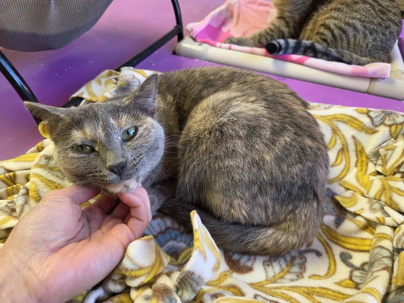 An adult medium-sized female Dilute Tortoiseshell Domestic Short Hair cat named Ocean for adoption in Chilton, WI