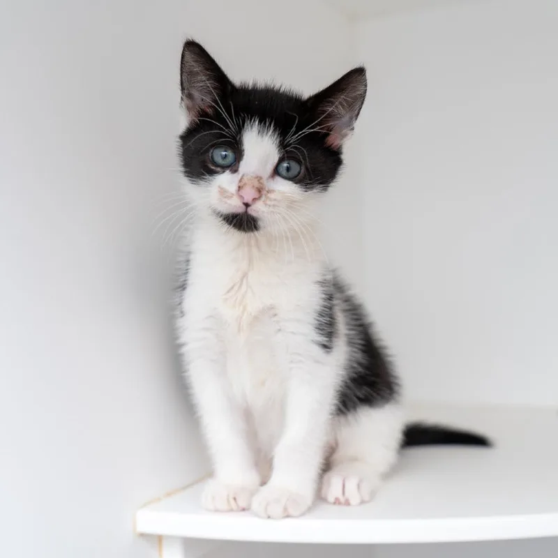 A baby small-sized male White Domestic Short Hair cat named Knickerbocker for adoption in New York, NY