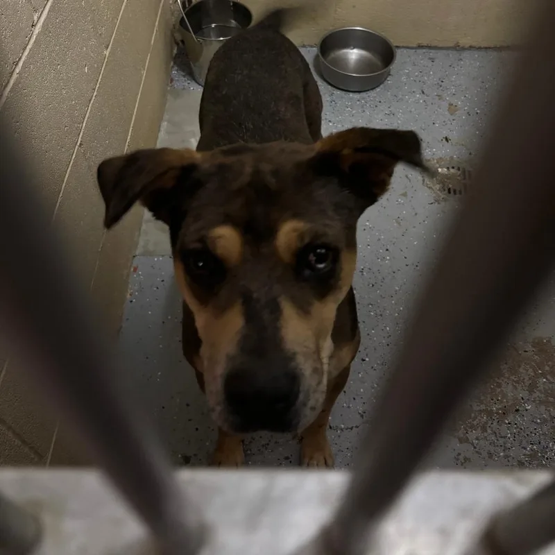 A young medium-sized male Brown / Chocolate Mixed Breed dog named Crush for adoption in Douglas, AZ