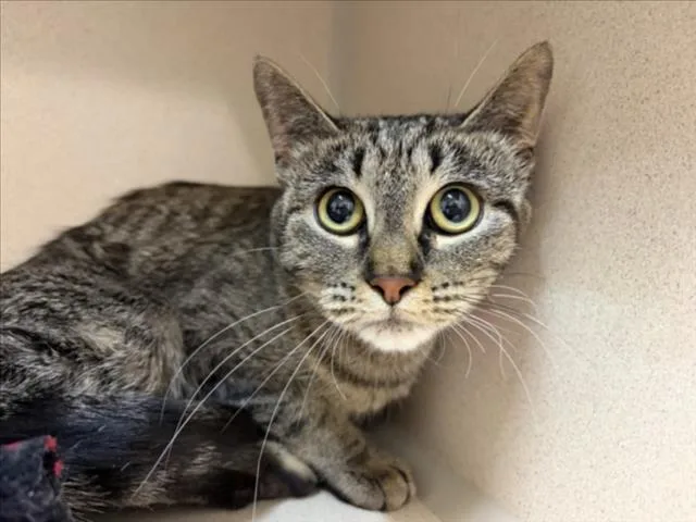 A young small-sized female Domestic Short Hair cat named Junebug for adoption in Loveland, CO