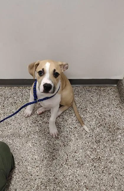 A baby small-sized male Hound dog named Wiz for adoption in Gastonia, NC