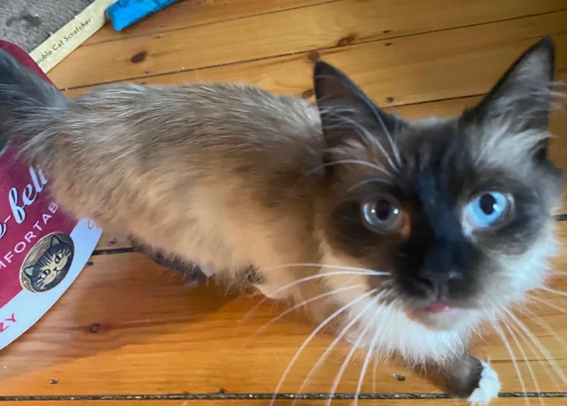 A young small-sized female Domestic Long Hair cat named Cappucino for adoption in Gorham, ME