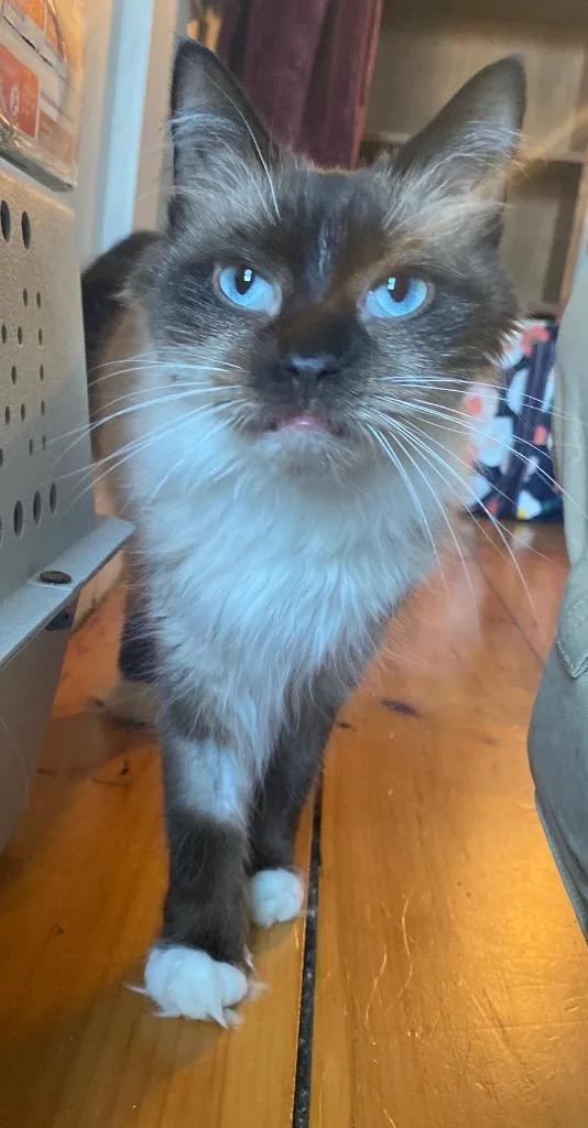 Cappucino thumbnail 2