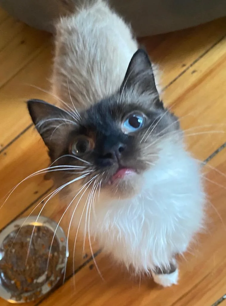 Cappucino thumbnail 3