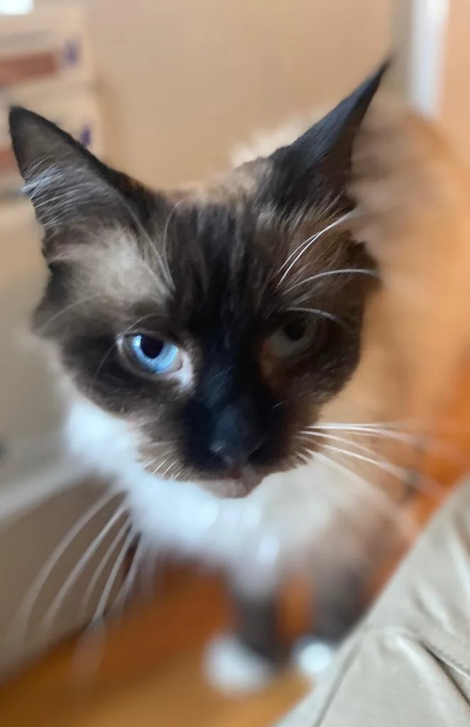 Cappucino thumbnail 4