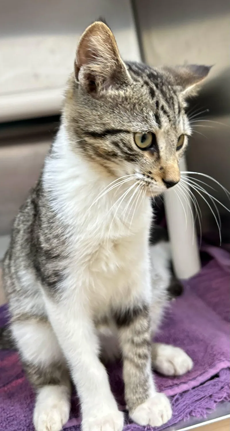 A baby medium-sized male Domestic Short Hair cat named Kirk for adoption in St. Augustine, FL