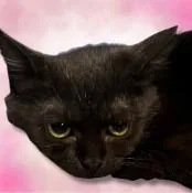 A young medium-sized female Black Domestic Short Hair cat named Spice for adoption in Boca Raton, FL