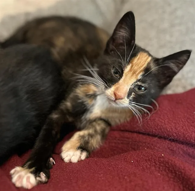 A baby small-sized female Domestic Short Hair cat named Gizmo for adoption in Sacramento, CA