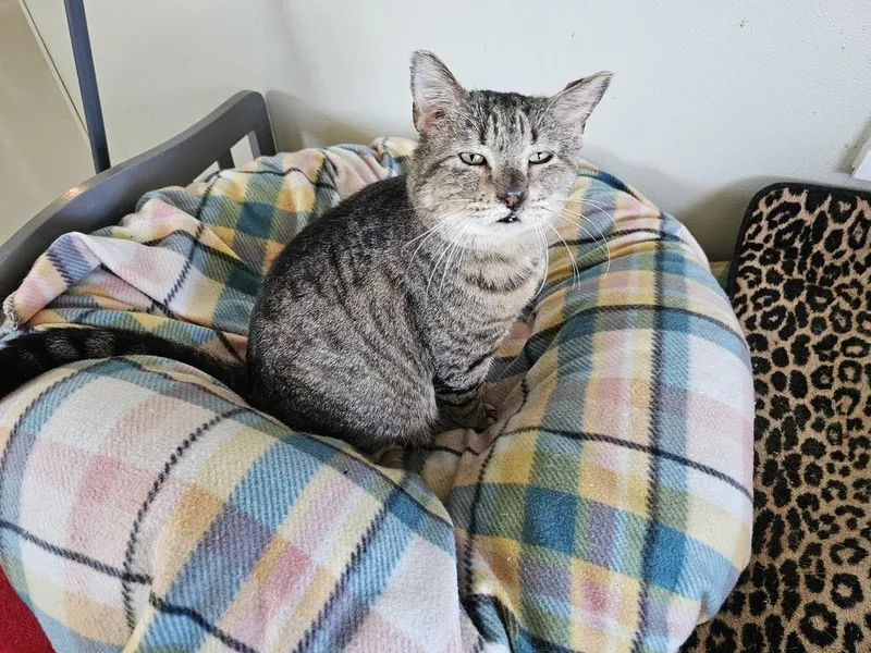 An adult large-sized male Gray / Blue / Silver Domestic Short Hair cat named Mushroom for adoption in Bossier City, LA