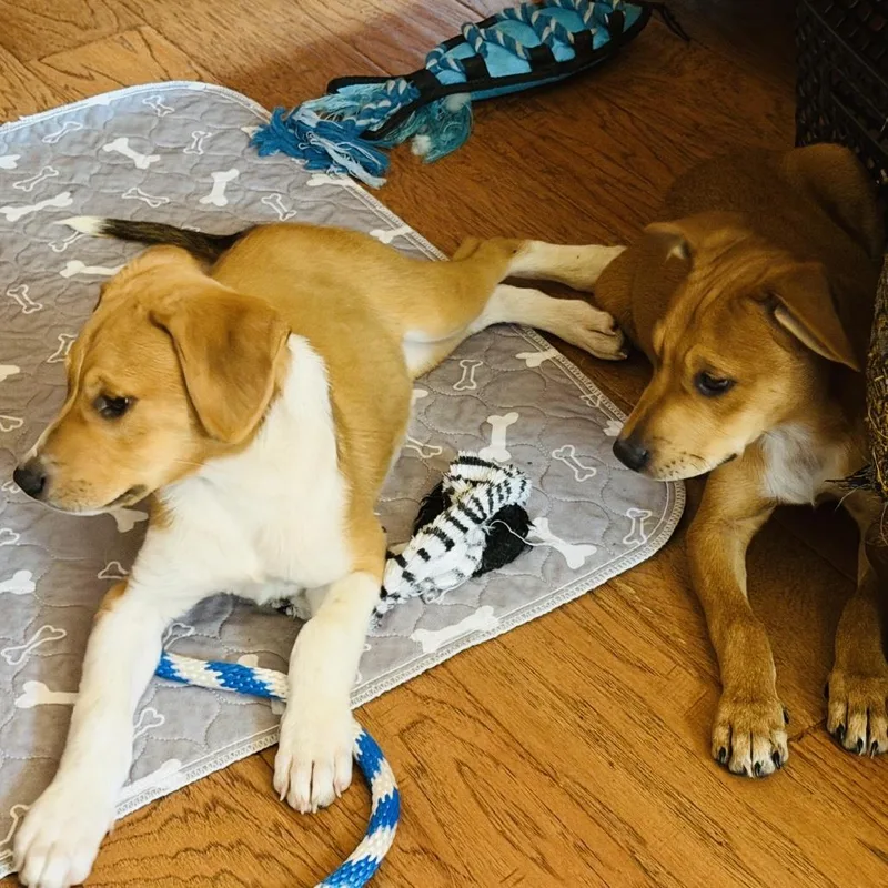 A baby medium-sized female Labrador Retriever dog named Kida for adoption in San Antonio, TX