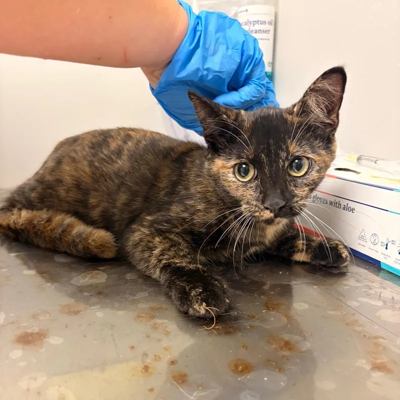 A young medium-sized female Domestic Short Hair cat named Coraline for adoption in Concord, NC
