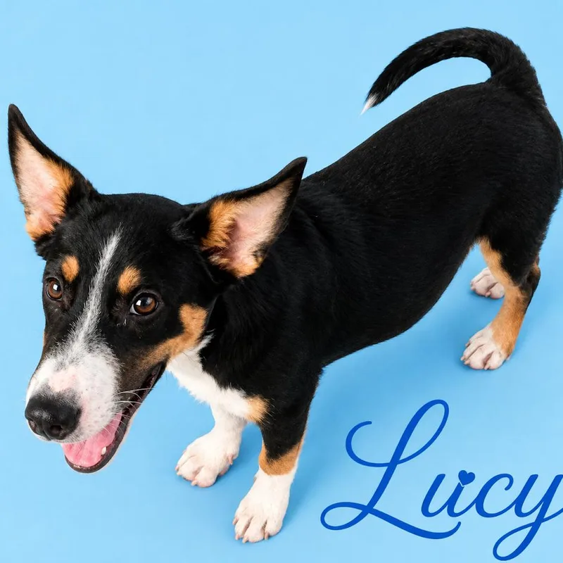 Lucy