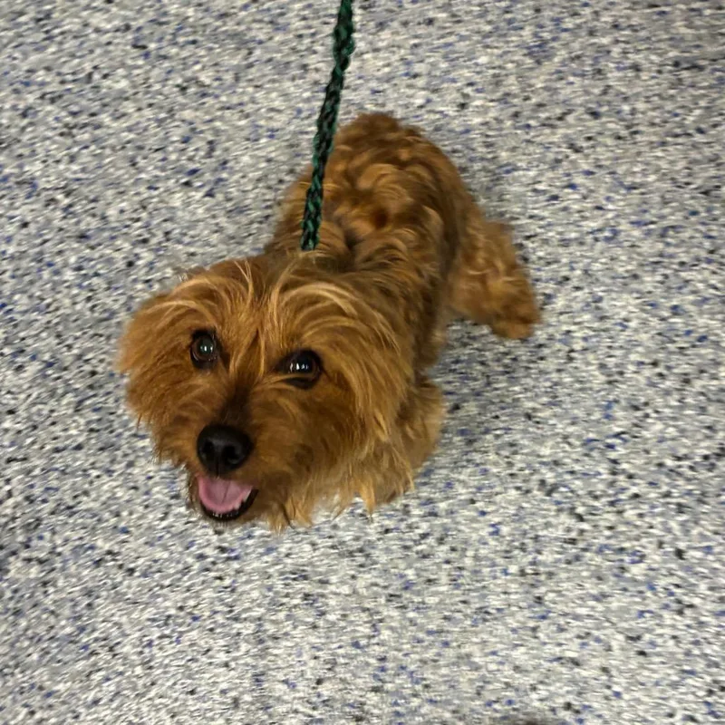 An adult small-sized female Brown / Chocolate Mixed Breed dog named Olivia for adoption in Greenville, SC