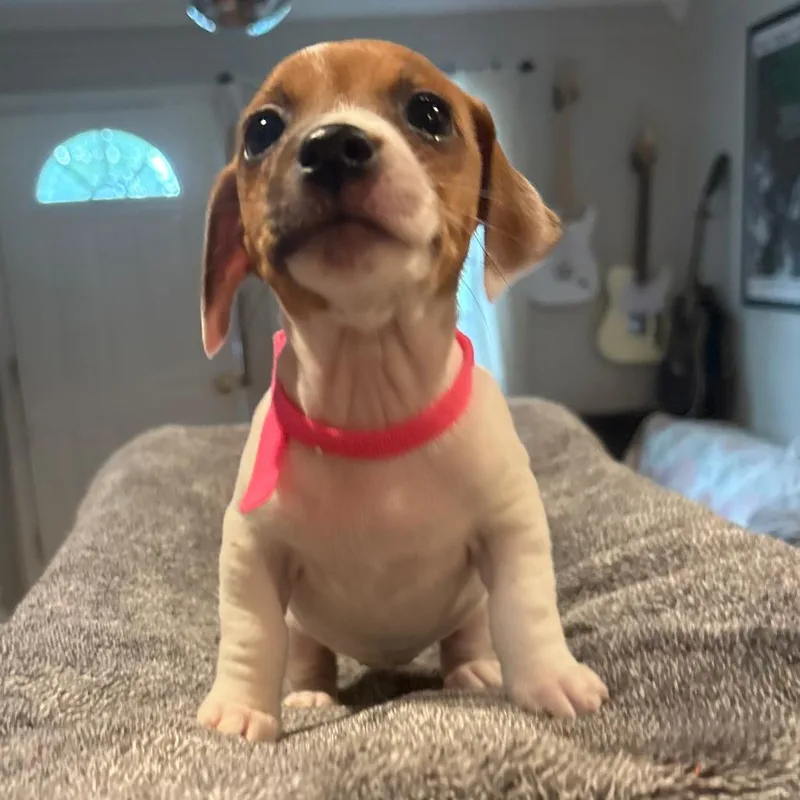 A baby small-sized female White / Cream Jack Russell Terrier dog named Wishbone for adoption in Staten Island, NY