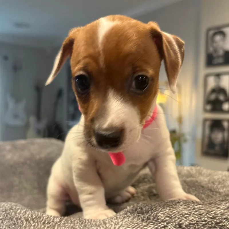 Wishbone thumbnail 2