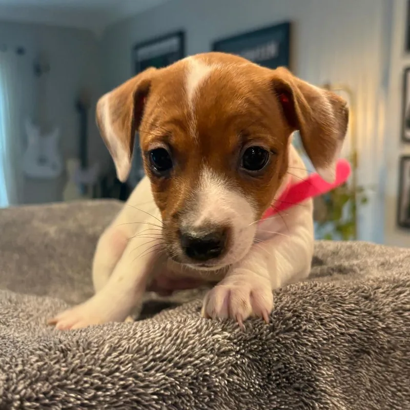 Wishbone thumbnail 3