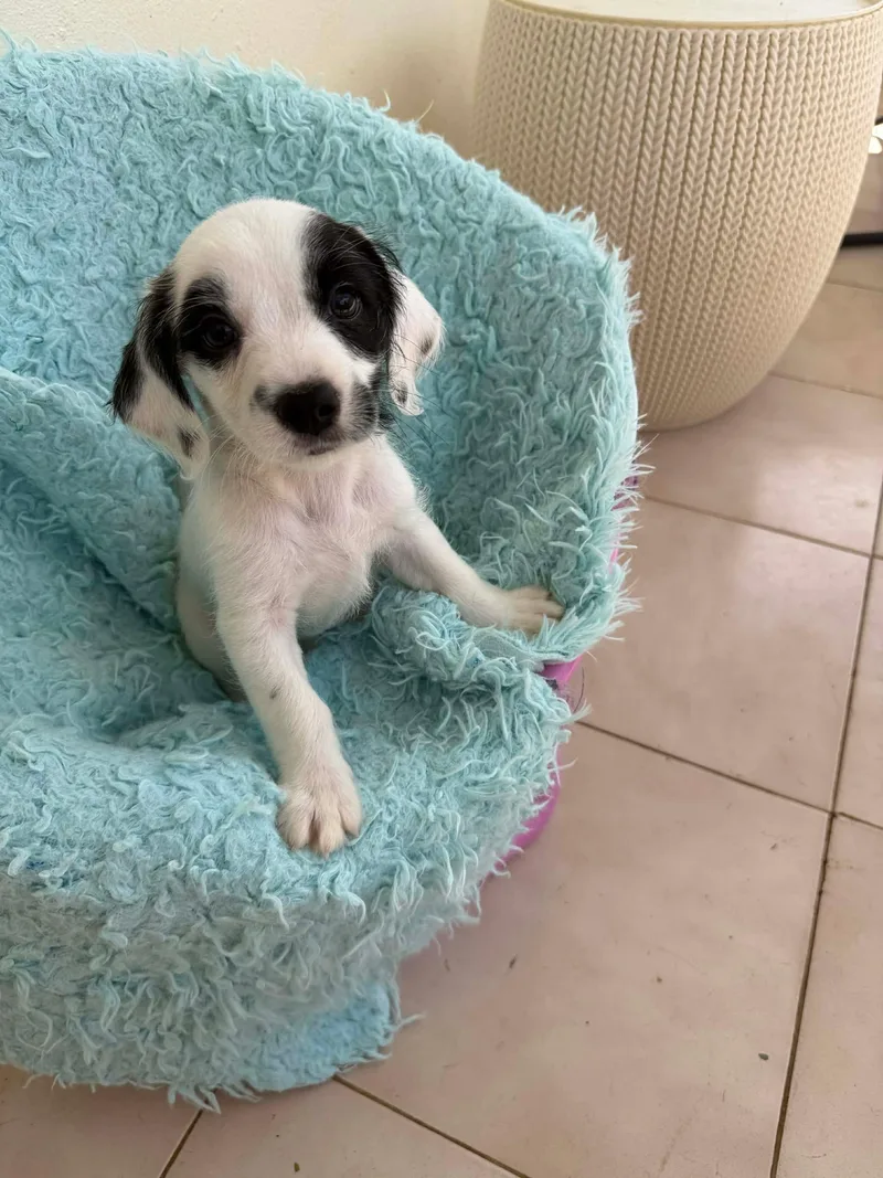 Holstein thumbnail 2