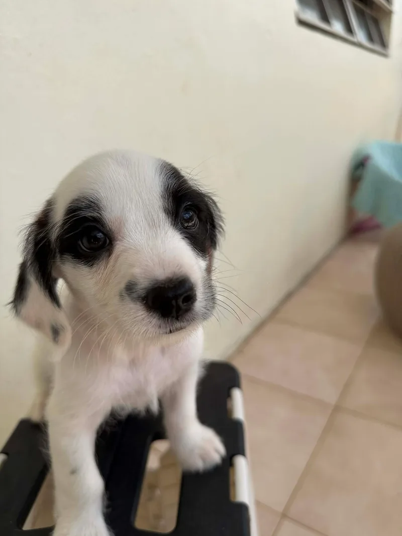 Holstein thumbnail 3