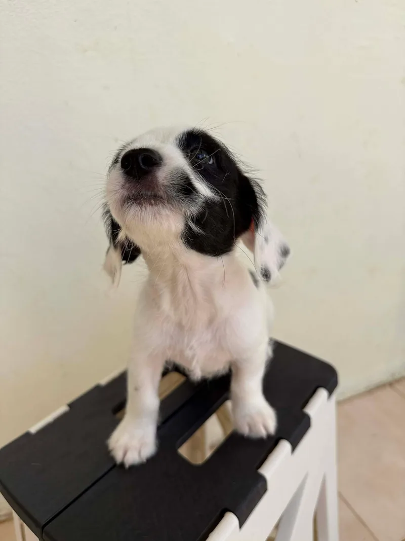 Holstein thumbnail 4