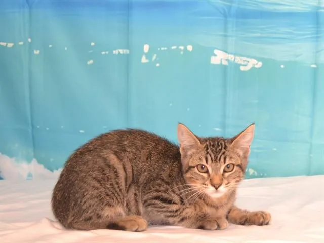A baby small-sized female Abyssinian cat named Abby for adoption in Oroville, CA