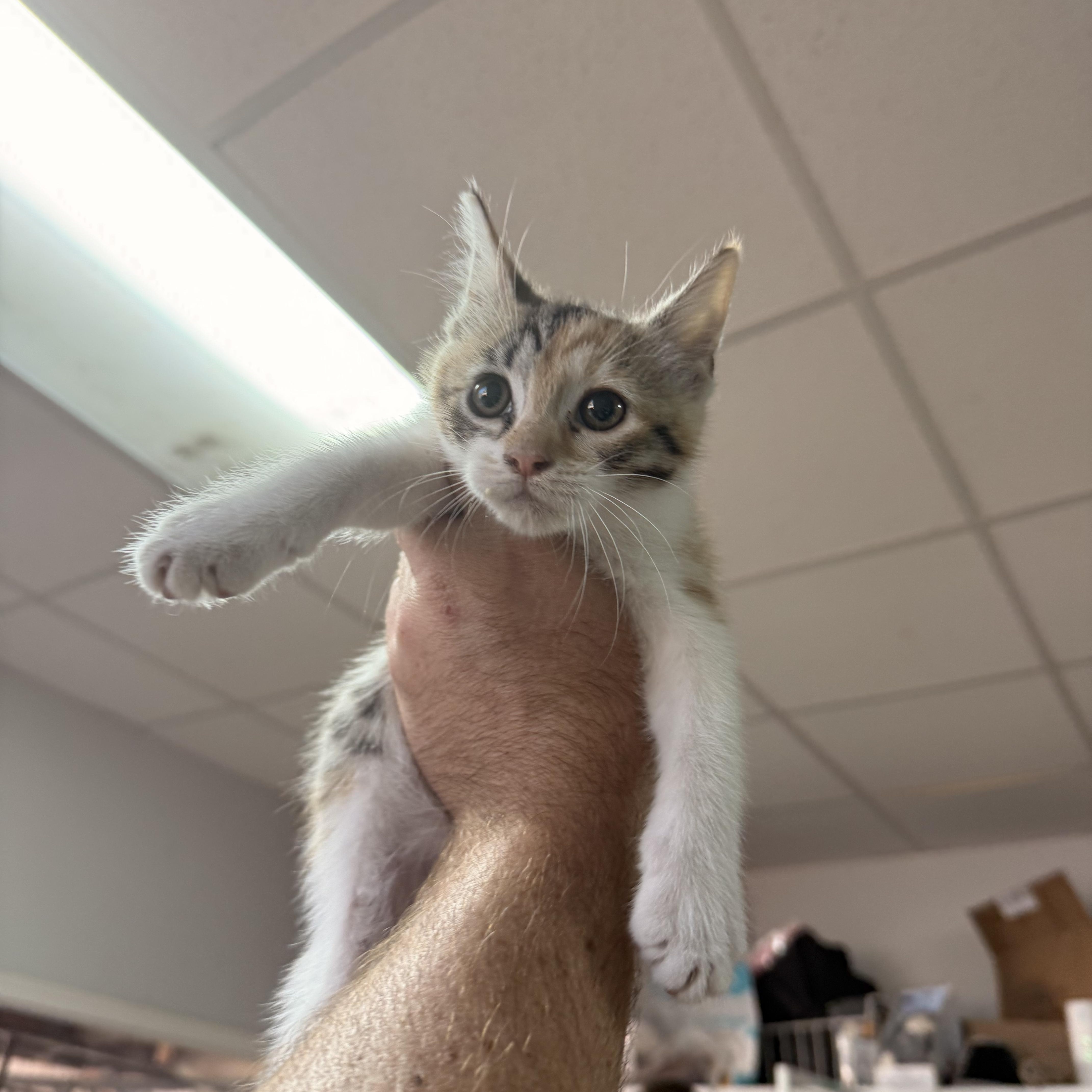 A baby medium-sized female Calico cat named One for adoption in Columbia, SC