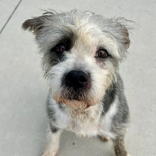 A senior medium-sized female White / Cream Mixed Breed dog named Mimi for adoption in Matteson, IL