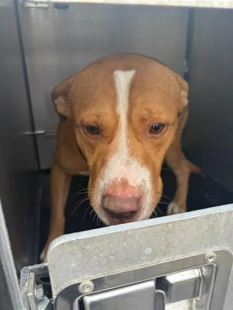 A young large-sized male American Staffordshire Terrier dog named Jameson for adoption in San Antonio, TX