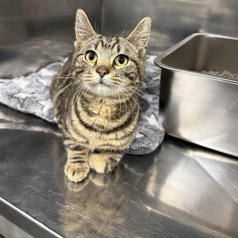 A young small-sized male Tabby (Brown / Chocolate) Domestic Short Hair cat named Chase for adoption in Bridgeville, PA